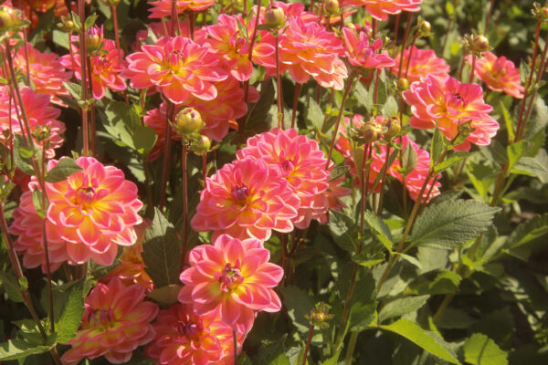 Dahlia 'Pacific View'