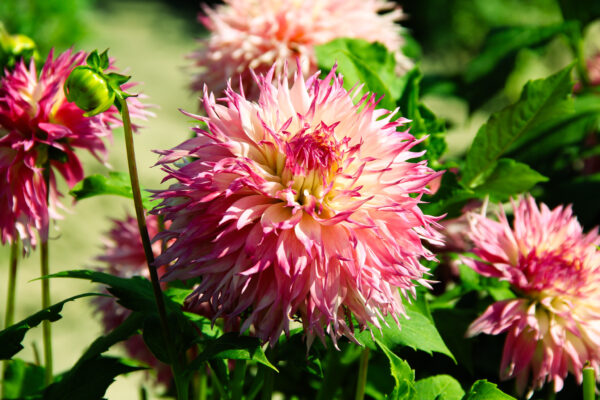 Dahlia 'Pineland's Princess'