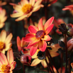 Dahlia 'Star Wars'