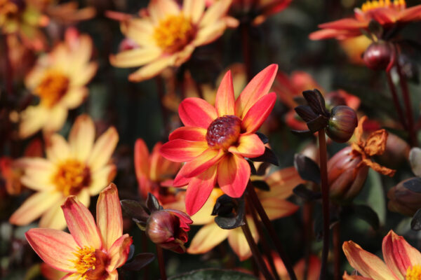 Dahlia 'Star Wars'