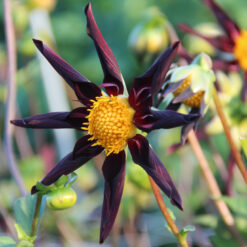Dahlia 'Verrone's Obsidian'