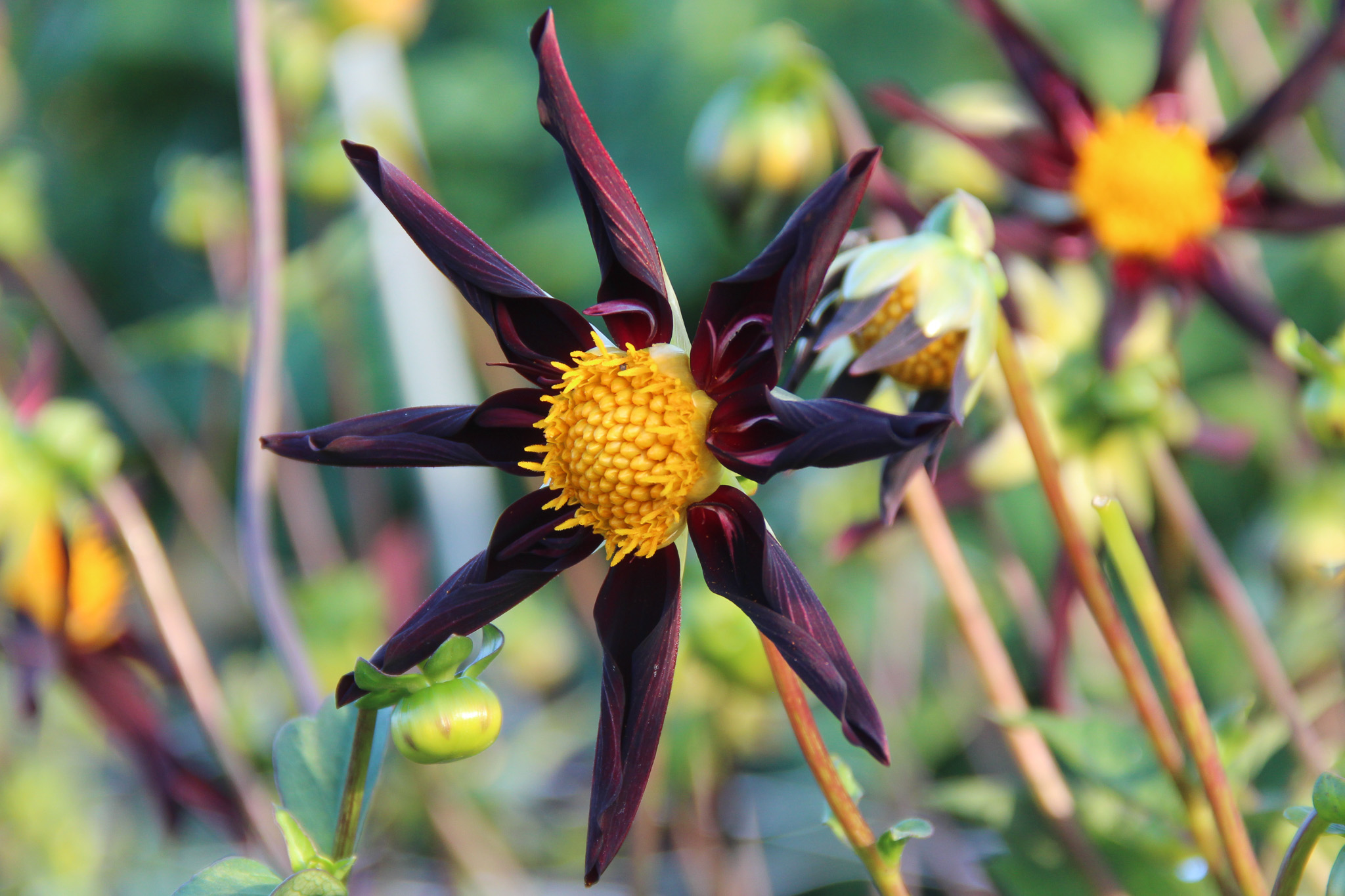 Dahlia 'Verrone's Obsidian'