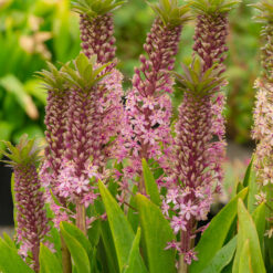 Eucomis comosa 'Pink Gin'