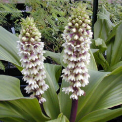 Eucomis montana