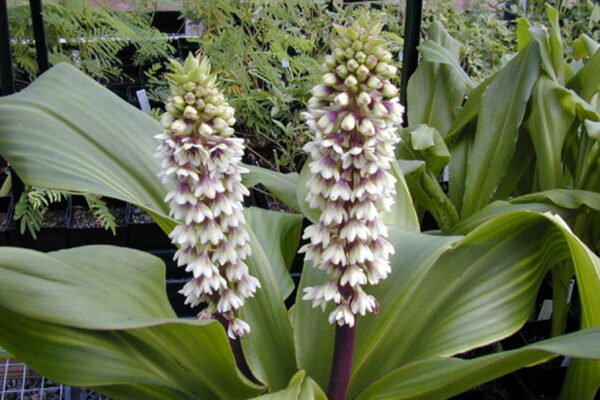 Eucomis montana