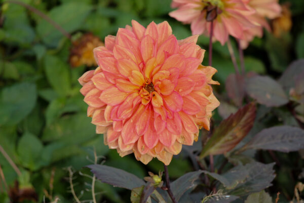 Dahlia 'Camelot'