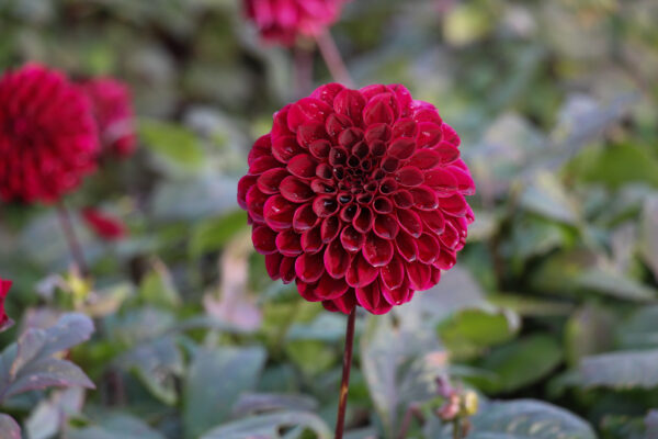 Dahlia 'Ozzy'
