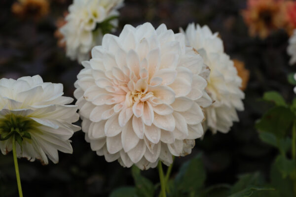 Dahlia 'Valente'