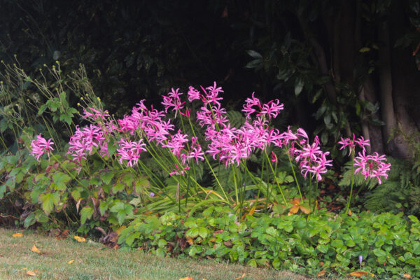 Nerine bowdenii