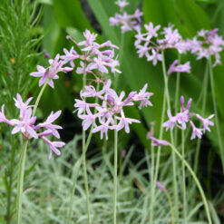Tulbaghia violacea 'Silverlace'