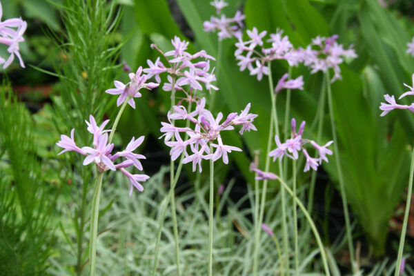Tulbaghia violacea 'Silverlace'