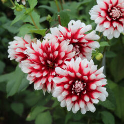 Dahlia 'Duet'