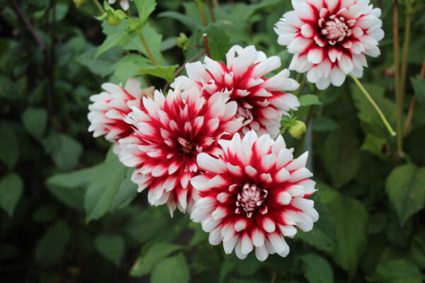 Dahlia 'Duet'