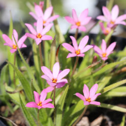 x Rhodoxis 'Hebron Farm Pink'