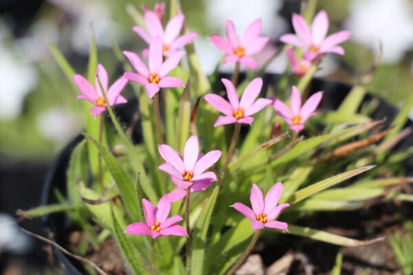x Rhodoxis 'Hebron Farm Pink'