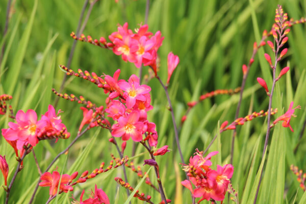 Crocosmia 'Pink Wonder'