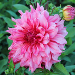 Dahlia 'Islander'