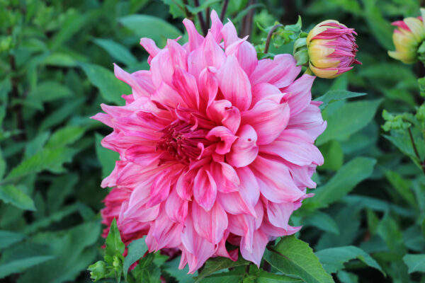 Dahlia 'Islander'