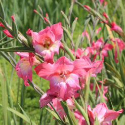 Gladiolus tubergenii 'Charming Beauty'