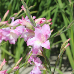 Gladiolus tubergenii 'Charming Lady'