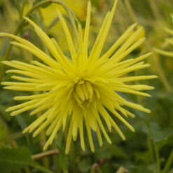 Dahlia 'Gryson's Yellow Spider'