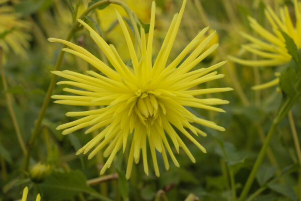 Dahlia 'Gryson's Yellow Spider'