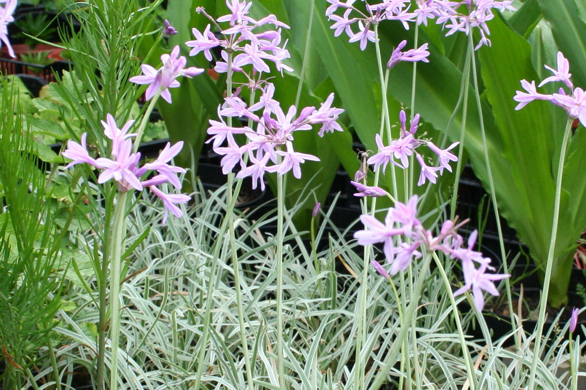 Tulbaghia violacea 'Silverlace' - Afbeelding 3