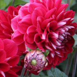 Dahlia 'Yara'