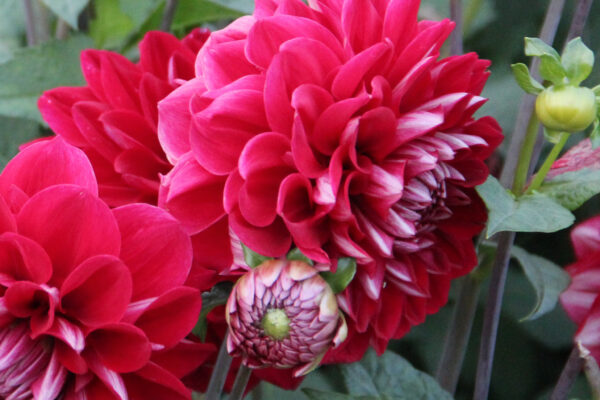 Dahlia 'Yara'