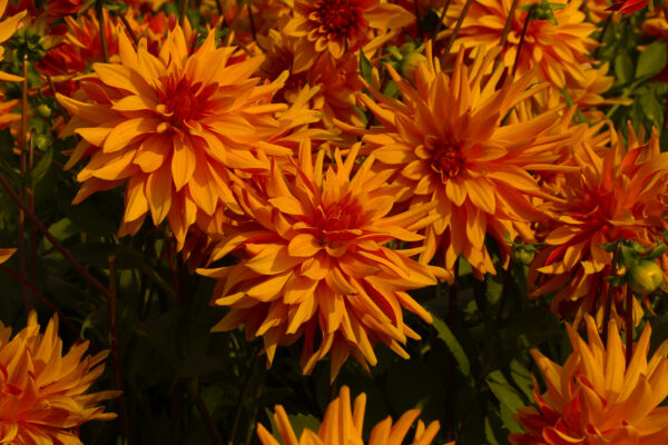 Dahlia 'Park idylle'