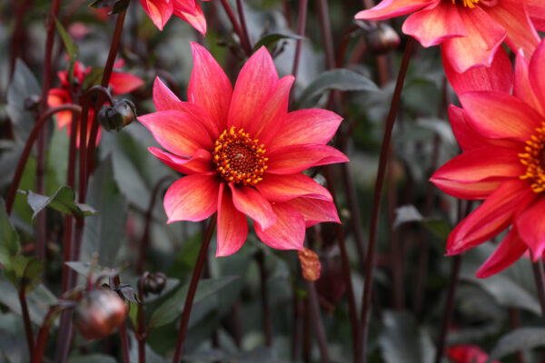 Dahlia 'Waltzing Mathilde'