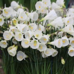Narcissus 'White Petticoat'
