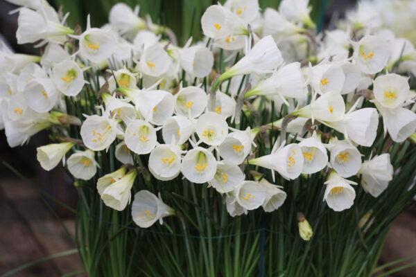Narcissus 'White Petticoat'