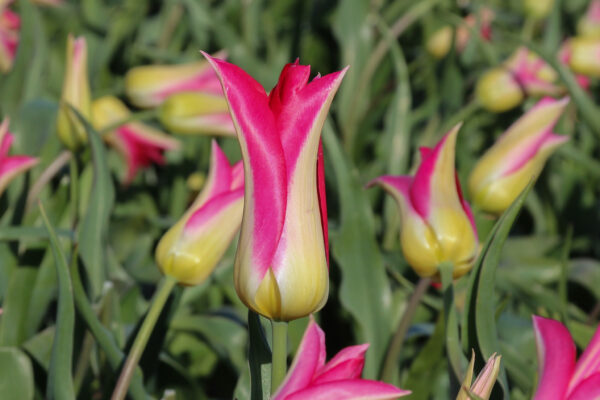 Tulipa 'Love Story'