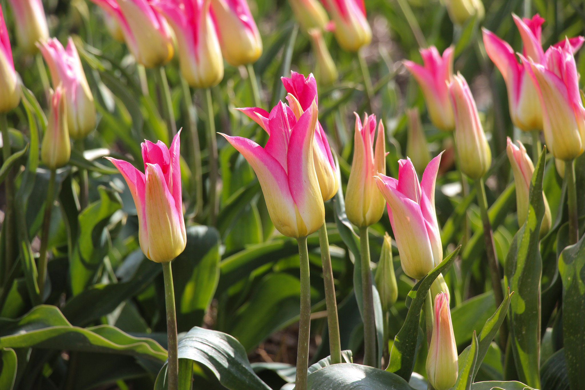 Tulipa 'Love Story' - Afbeelding 3