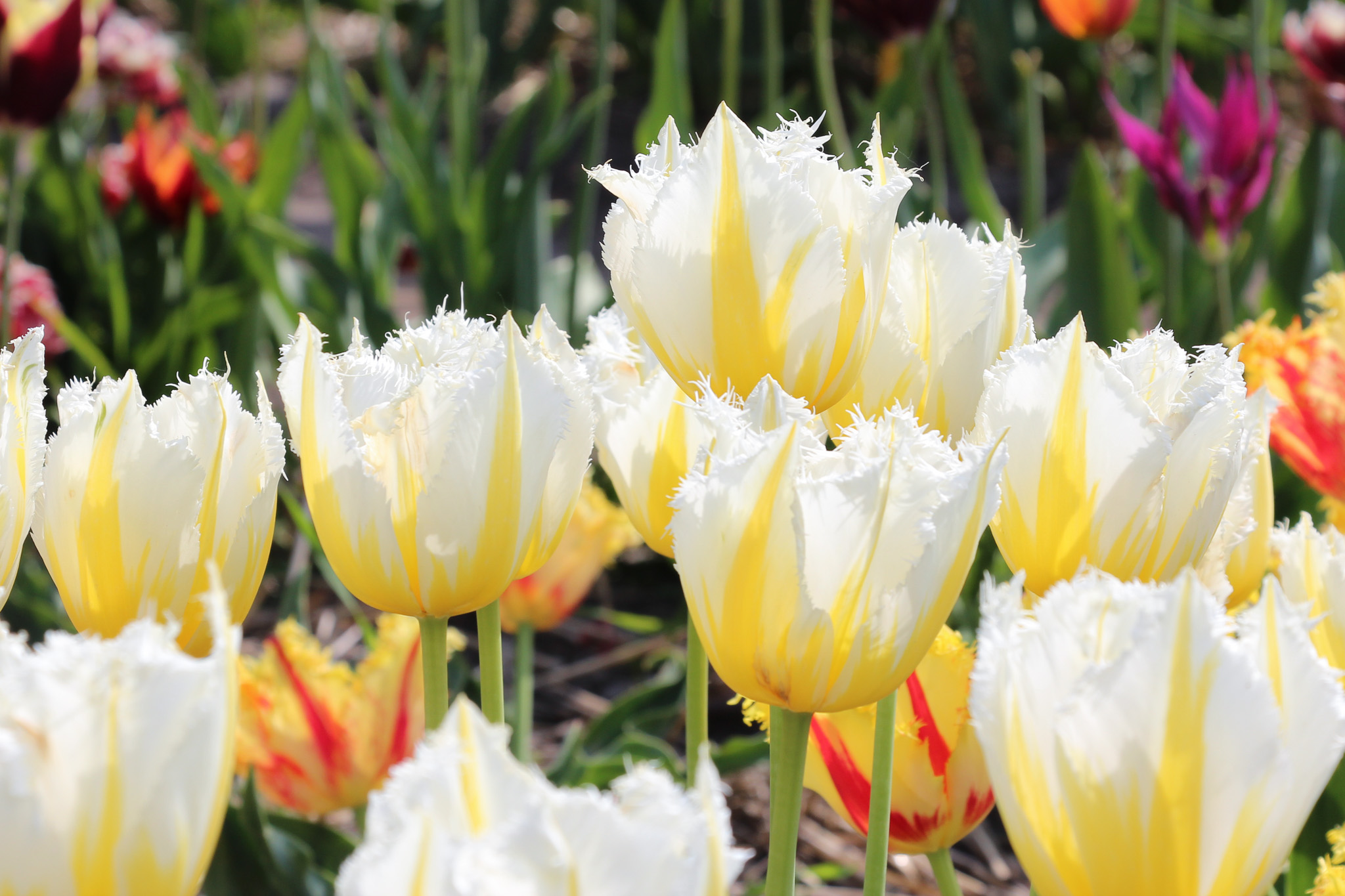 Tulipa 'Lemon Beauty' - Afbeelding 2