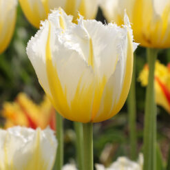 Tulipa 'Lemon Beauty'