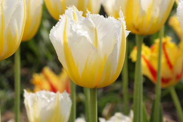 Tulipa 'Lemon Beauty'
