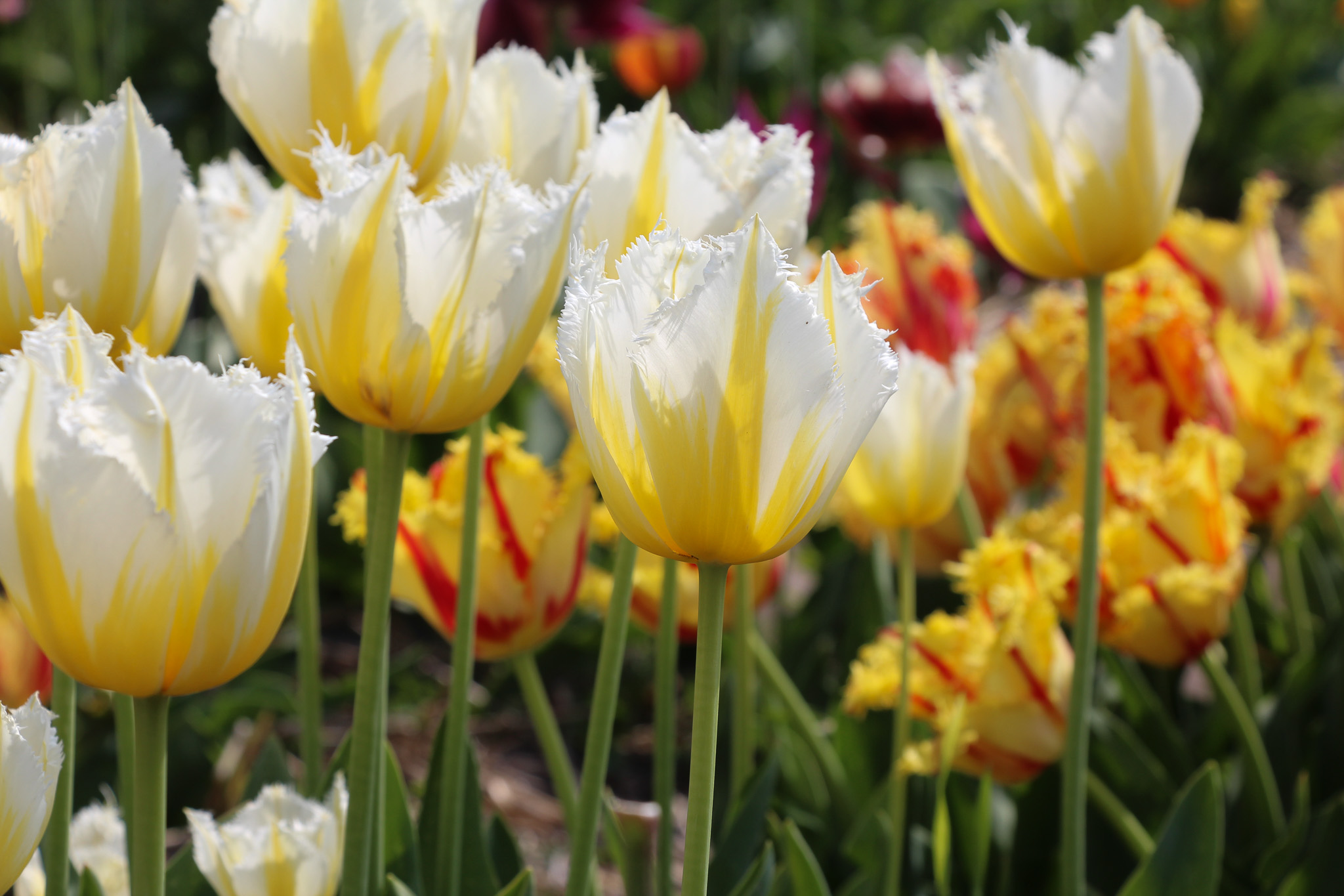 Tulipa 'Lemon Beauty' - Afbeelding 3