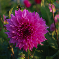 Dahlia 'Bizon Purple Lady'