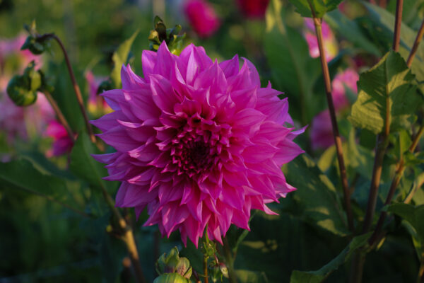 Dahlia 'Bizon Purple Lady'