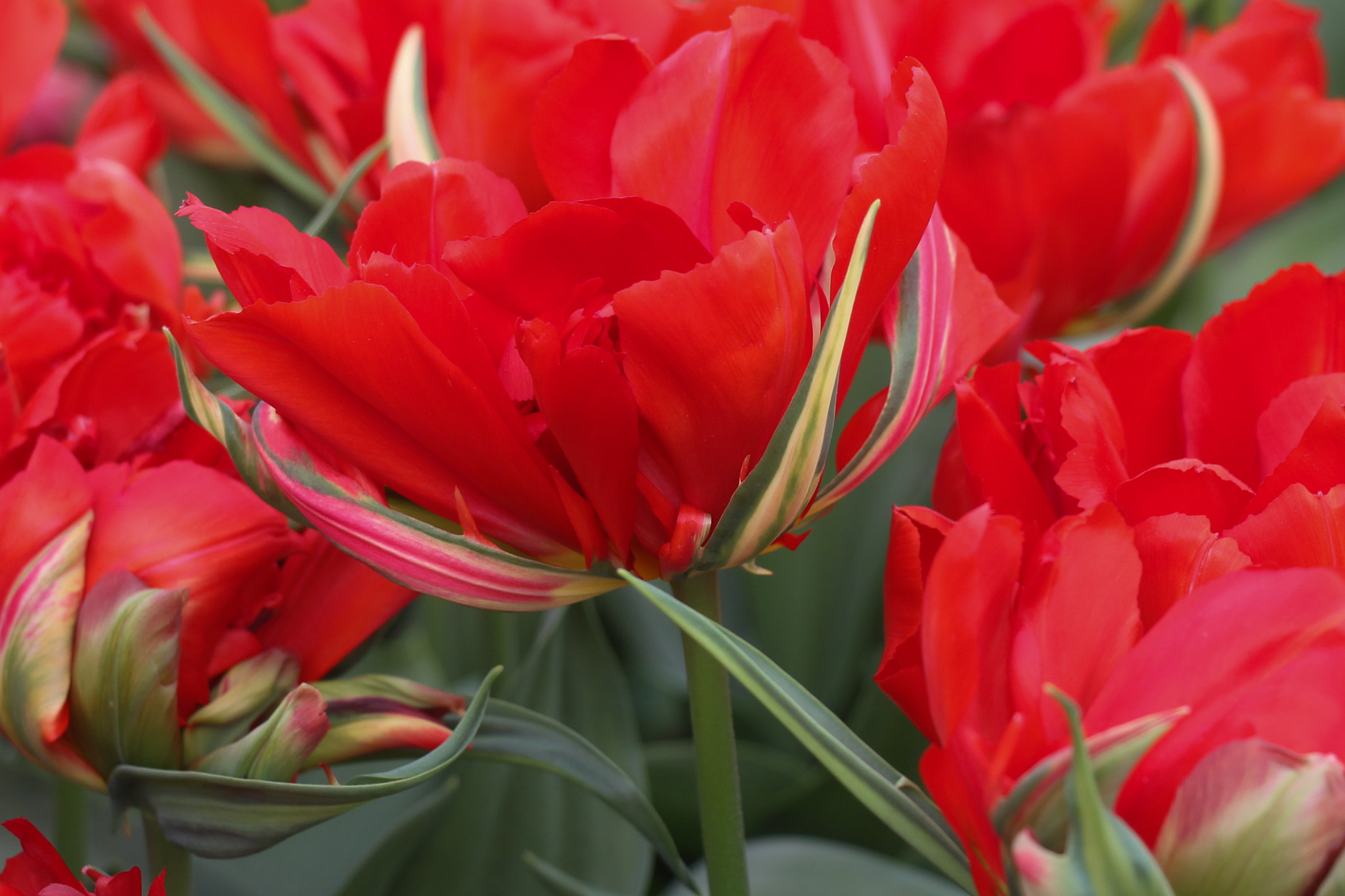 Tulipa 'Love Valley' - Afbeelding 2