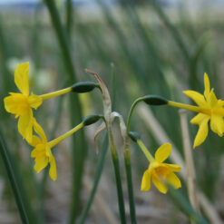 Narcissus cordubensis