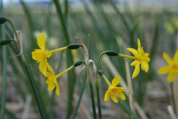 Narcissus cordubensis