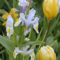 Iris magnifica