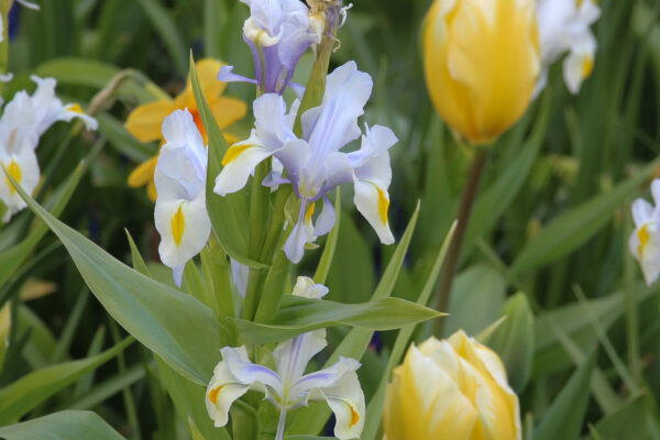 Iris magnifica