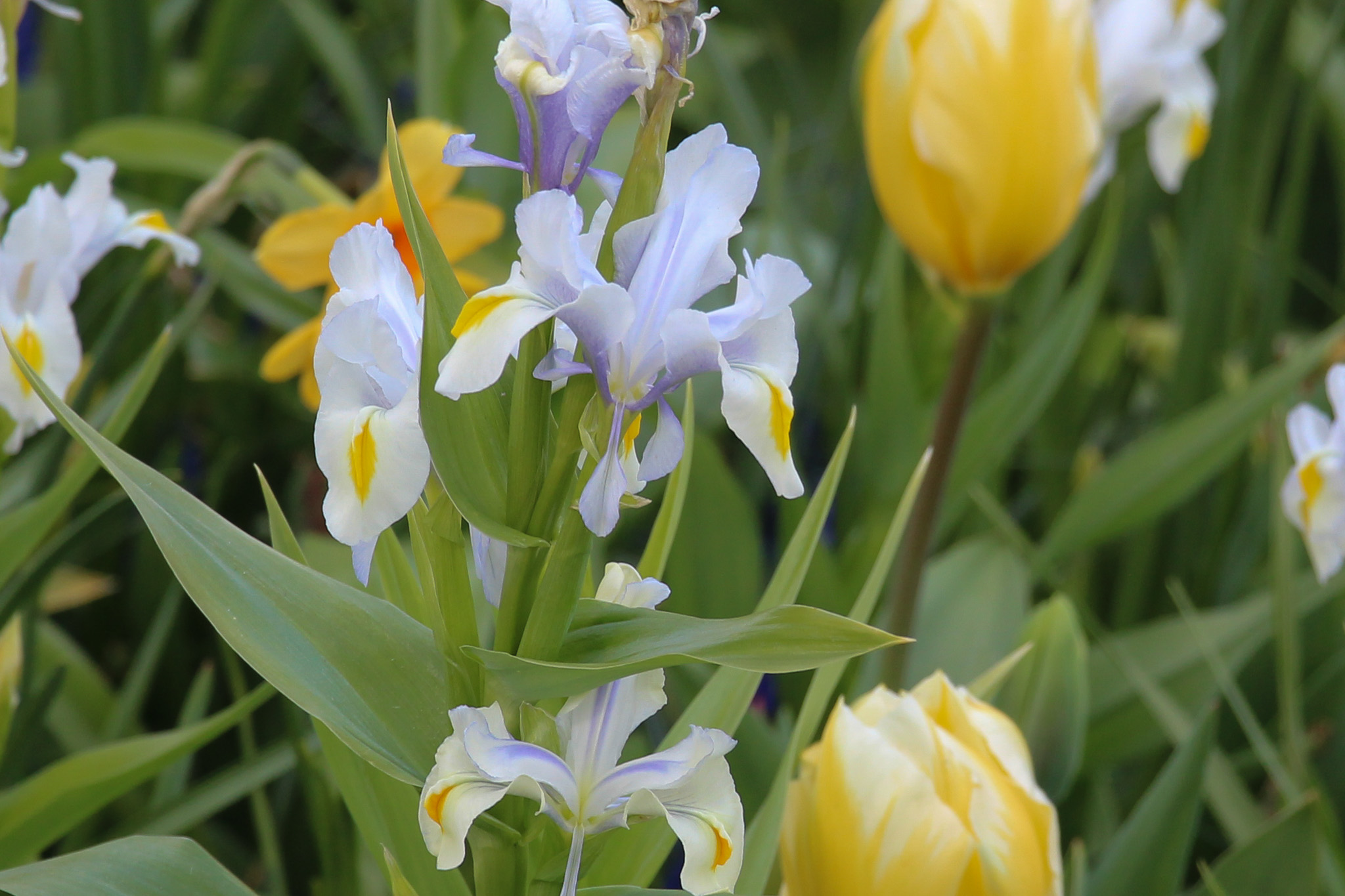 Iris magnifica