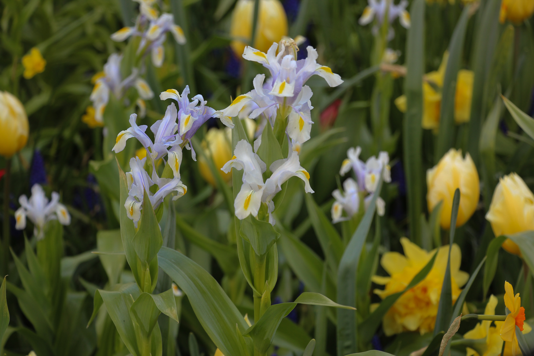Iris magnifica - Afbeelding 2