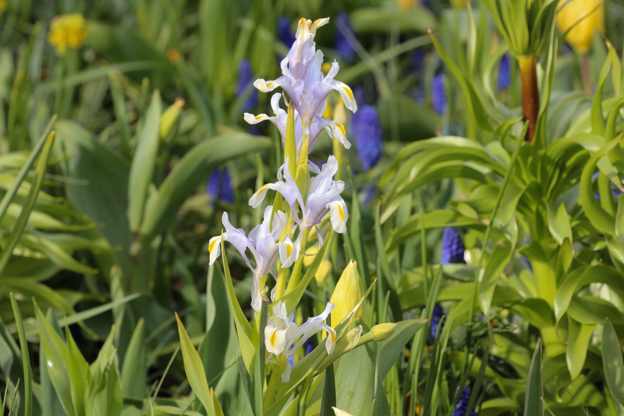 Iris magnifica - Afbeelding 3