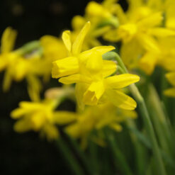 Narcissus 'Heart to heart'